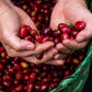 Honduras Monte Fresco Parainema Washed – Medium Roast Specialty Coffee, 50g Sample