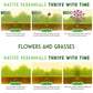 Native Habitat Seed Collection – 24 Native Wildflowers & Grasses for Pollinators, Meadows & Low-Maintenance Landscapes