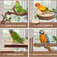 Natural Bird Perch Set – 6PC Grapewood & Peppercorn Branch Perches, Toys