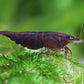 Chocolate Shrimp