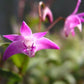Compact Dendrobium KIngianum 'Pink' Orchid NBS potted - not in bloom! Fragrant and long-lasting blooms!