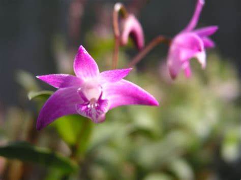 Compact Dendrobium KIngianum 'Pink' Orchid NBS potted - not in bloom! Fragrant and long-lasting blooms!