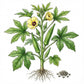 OKRA Seeds, Clemson Spineless