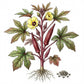 OKRA Seeds, Red Burgundy