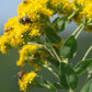 700 Oligoneuron rigidum Seeds | Stiff Goldenrod | Native Perennial Wildflower for Bees, Butterflies & Prairie Gardens