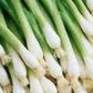 ONION Seeds, Tokyo Long White