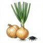 ONION Seeds, Yellow Sweet Spanish
