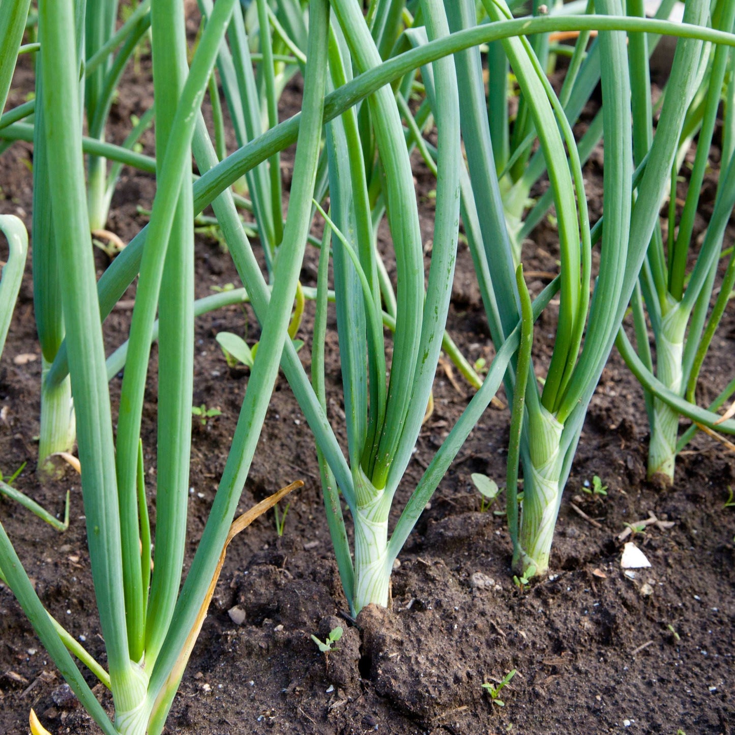 White Onion Sets 1 Lb. Non-GMO White Ebenezer Variety