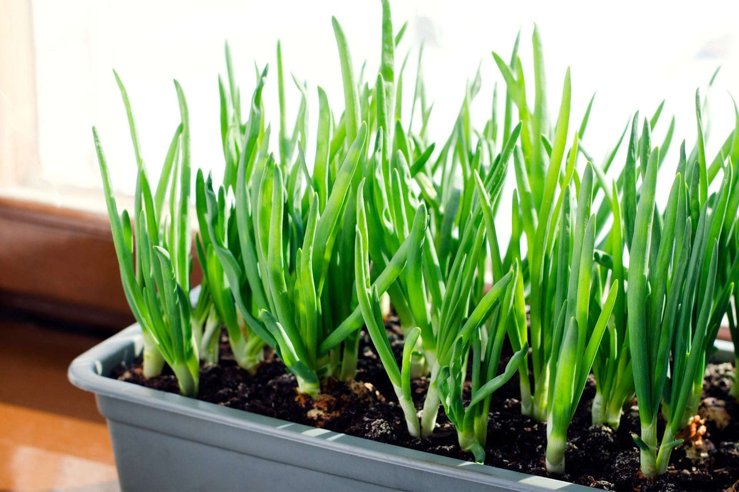 Bulk Red Onion Sets 4 Lbs. Non-GMO Red Baron Variety 400+ Bulbs