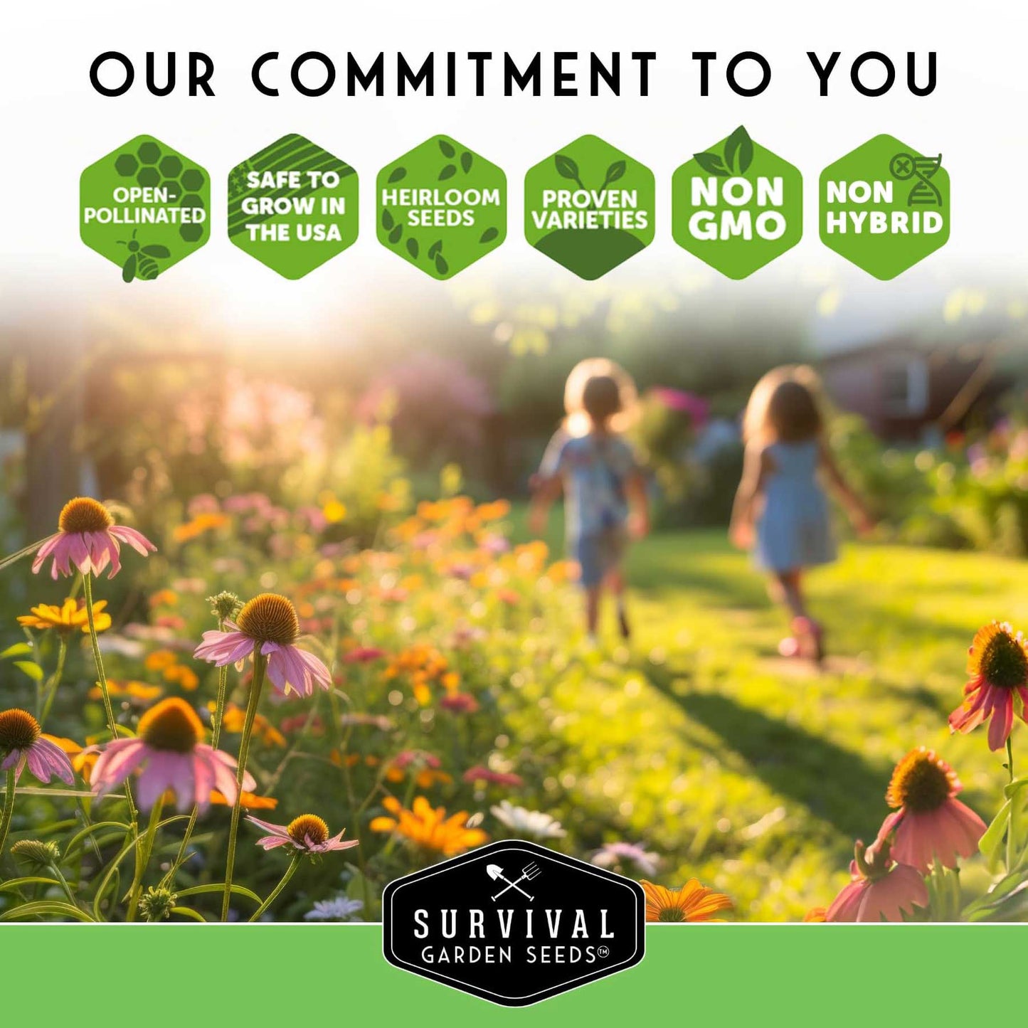 Sunflower Seed Collection – 6 Colorful, Pollinator-Friendly Varieties for Stunning Garden Displays