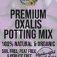 Oxalis Premium Potting Mix