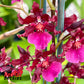 Oncidium Sharry Baby 'Red Fantasy' Orchid. Known for its amazing red chocolate fragrant blooms (sold with no blooms)