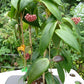 Hoya Ilagiorum  is a unique and rare species renowned for its distinctive characteristics and exceptional beauty. 