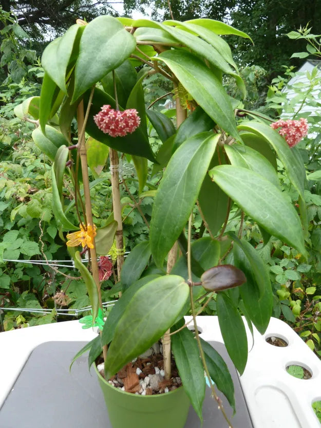 Hoya Ilagiorum  is a unique and rare species renowned for its distinctive characteristics and exceptional beauty. 