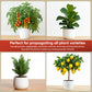 Hormex Rooting Powder #8 (0.80 IBA) - Rooting Hormone for Semi-Hardwood Houseplants, Medicinal & Tree Cuttings