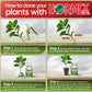 Hormex Rooting Powder #1 (0.10 IBA) - Rooting Hormone for Delicate Houseplants, Garden Herbs & Succulent Cuttings
