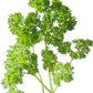 PARSLEY Seeds, Moss Curled