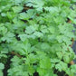 PARSLEY Seeds, Plain