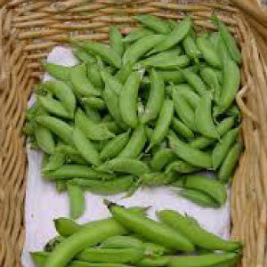 PEA Seeds, Little Marvel Shelling