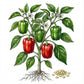 PEPPER Seeds, Yolo Wonder