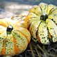15 CARNIVAL SQUASH Winter Cucurbita Pepo Vegetable Seeds