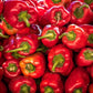 60 RED MARCONI PEPPER Rossa Large Sweet Italian Frying Capsicum Annuum Seeds