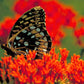 10 GAY BUTTERFLIES MILKWEED Red Yellow Orange Mix Asclepias Tuberosa Butterfly Weed Flower Seeds