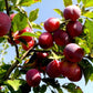 5 AMERICAN PLUM Prunus Americana Red Purple Fruit White Flower Shrub Tree Seeds