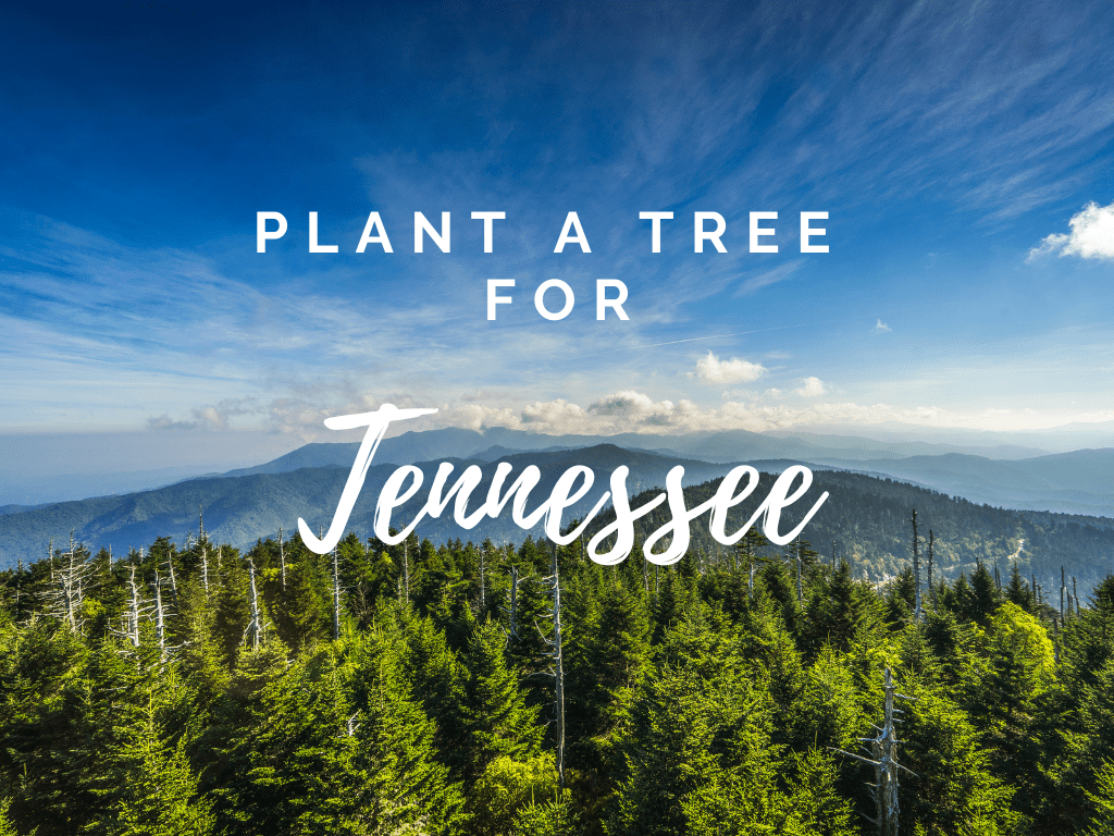 Planta un árbol para alguien en Tennessee - Árboles conmemorativos y de homenaje