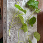 Brazilian Pennywort/Hydrocotyle Leucocephala (5+ shoots ~2-3 leaves each)