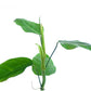 Philodendron bonifaziae