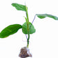 Philodendron bonifaziae