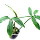 Philodendron barrosoanum 5