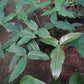 Philodendron barrosoanum 5