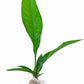 Anthurium acaule 7