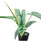 Philodendron Felix