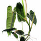Philodendron Felix