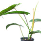 Philodendron Felix