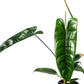 Philodendron Felix