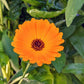 Calendula Seeds