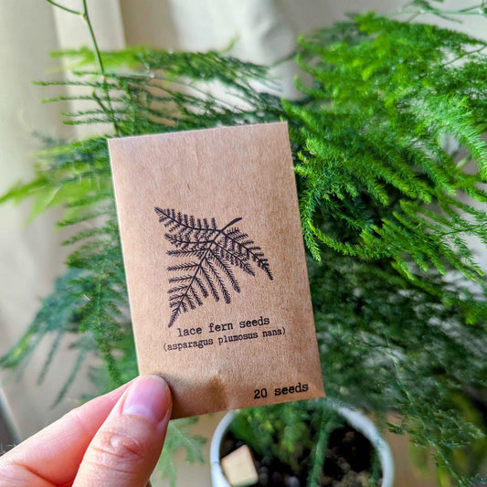 Asparagus Plumosus Nana 'Lace Fern'
