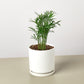 Parlor Palm I Thrives in low light conditions and is also an excellent air purifier.