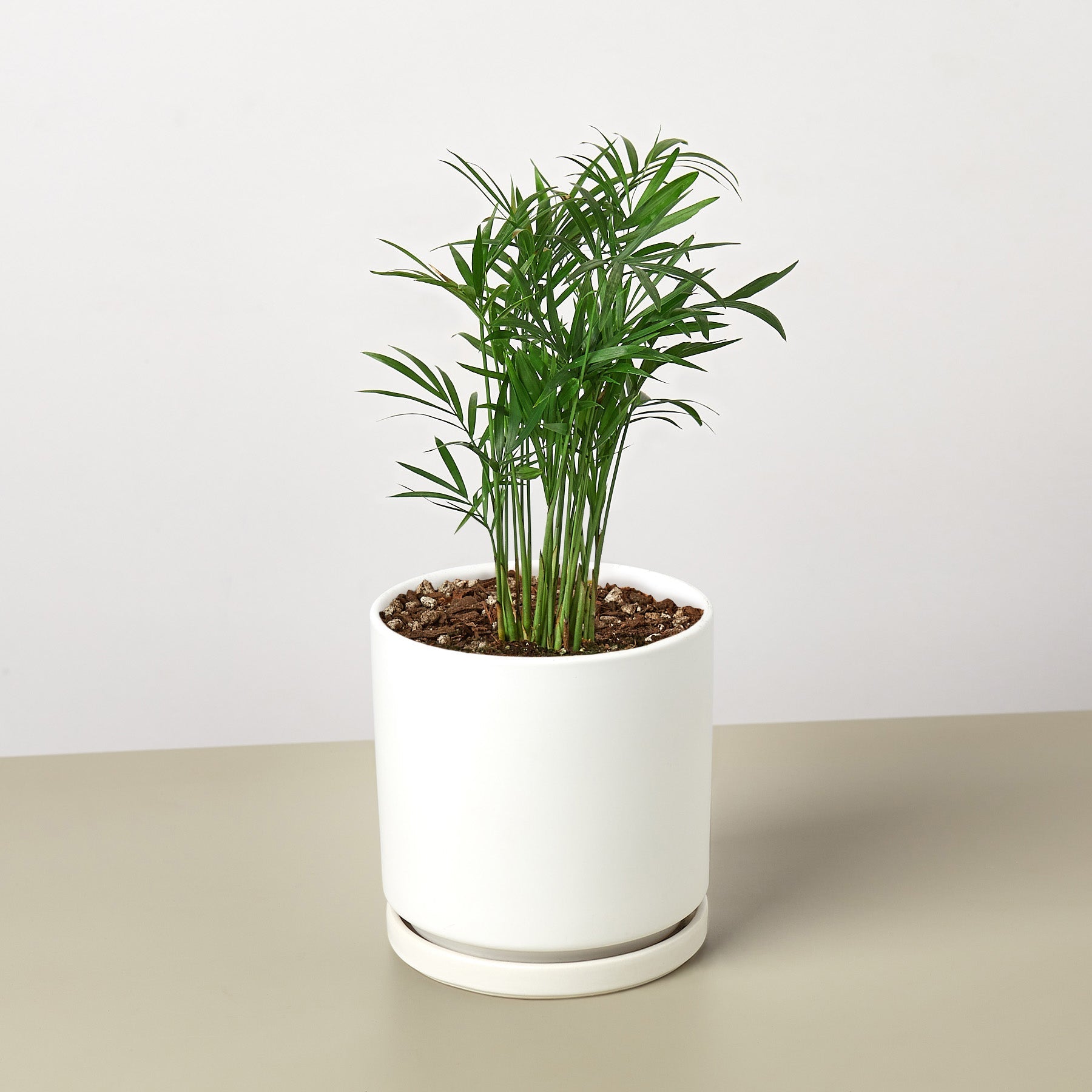 Parlor Palm I Thrives in low light conditions and is also an excellent air purifier.