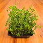 Pea Shoots Field Microgreens Seeds