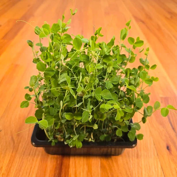 Pea Shoots Field Microgreens Seeds