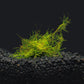 Peacock Moss