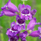 250 NATIVE MIX Beardtongue PENSTEMON Grandiflorus, Strictus, Cobaea, Palmeri, Digitalis, Pallidus - Pink White Blue Purple Flower Seeds