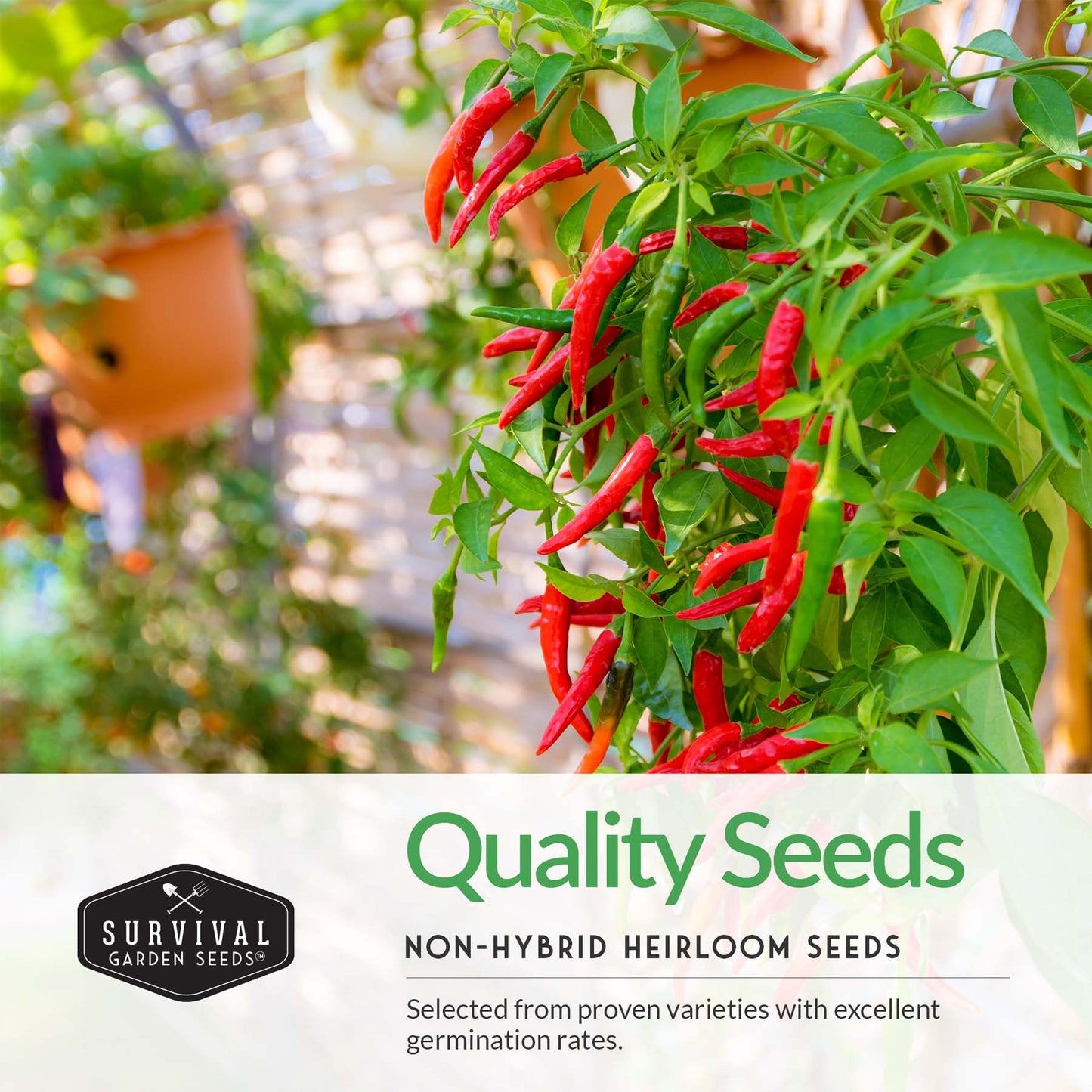 Hot Pepper Seed Collection – Heirloom Non-GMO 4-Variety Pack: Jalapeño, Serrano, Cayenne & Habanero Orange for Salsas, Sauces & Spicy Cooking