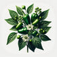 Early Jalapeno Pepper Seeds (4x)
