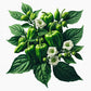 Shishito Pepper Seeds (4x)